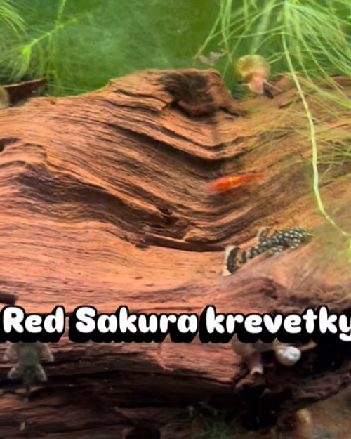 Nová ponuka z chovnej stanice - časť 1 🌿